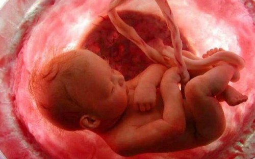 Imagen intrauterina de un ser humano en desarrollo / Wikimedia
